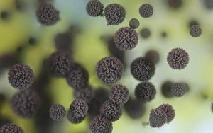 Как вылечить грибок мицелий thumbnail
